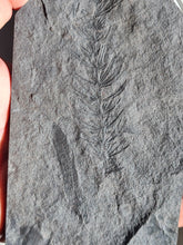 画像をギャラリービューアに読み込む, Asterophyllites + cône Calamostachys
