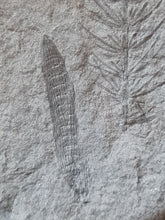 画像をギャラリービューアに読み込む, Asterophyllites + cône Calamostachys
