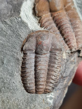 Cargar imagen en el visor de la galería, Ellipsocephalus hoffi

