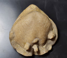Cargar imagen en el visor de la galería, Cererithyris intermedia
