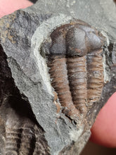 Cargar imagen en el visor de la galería, Ellipsocephalus hoffi
