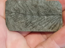 画像をギャラリービューアに読み込む, Asterophyllites equisetiformis 1
