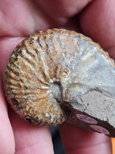 Charger l'image dans la galerie, Discoscaphites sp
