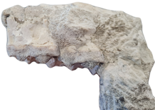 Charger l'image dans la galerie, Maxillaire de Paleotherium
