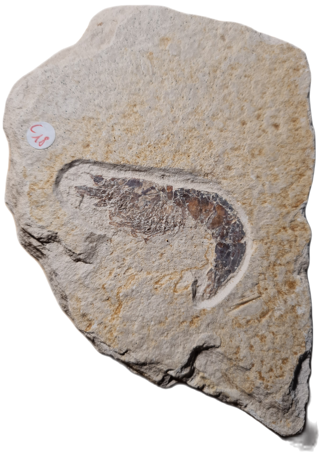 Antrimpos sp Painten