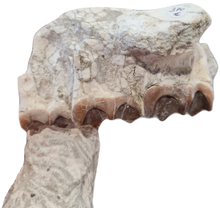 Charger l'image dans la galerie, Maxillaire de Paleotherium
