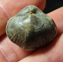 Cargar imagen en el visor de la galería, Spiriferina tumida
