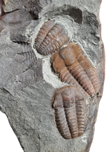 Cargar imagen en el visor de la galería, Ellipsocephalus hoffi
