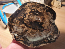 Charger l&#39;image dans la galerie, Bois fossile Araucaria Zimbabwe TB
