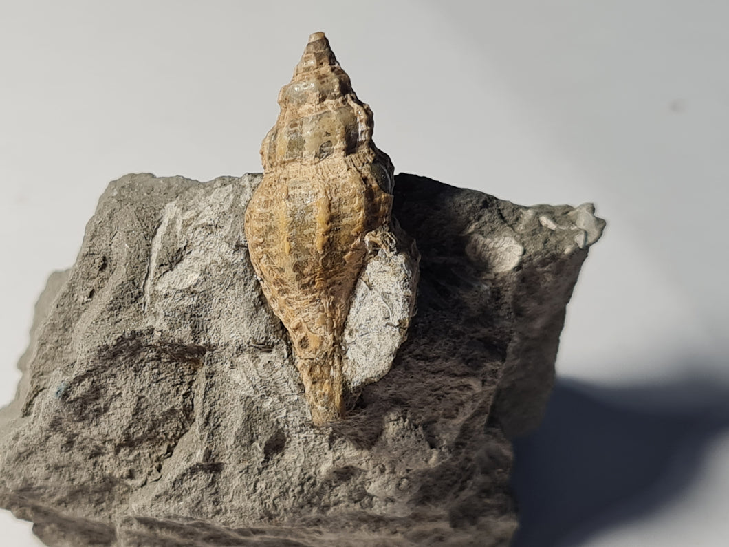 Fasciolaridae