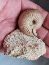 Charger l'image dans la galerie, Chondroceras
