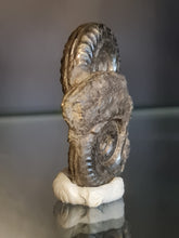 画像をギャラリービューアに読み込む, Double Hildoceras pyrite
