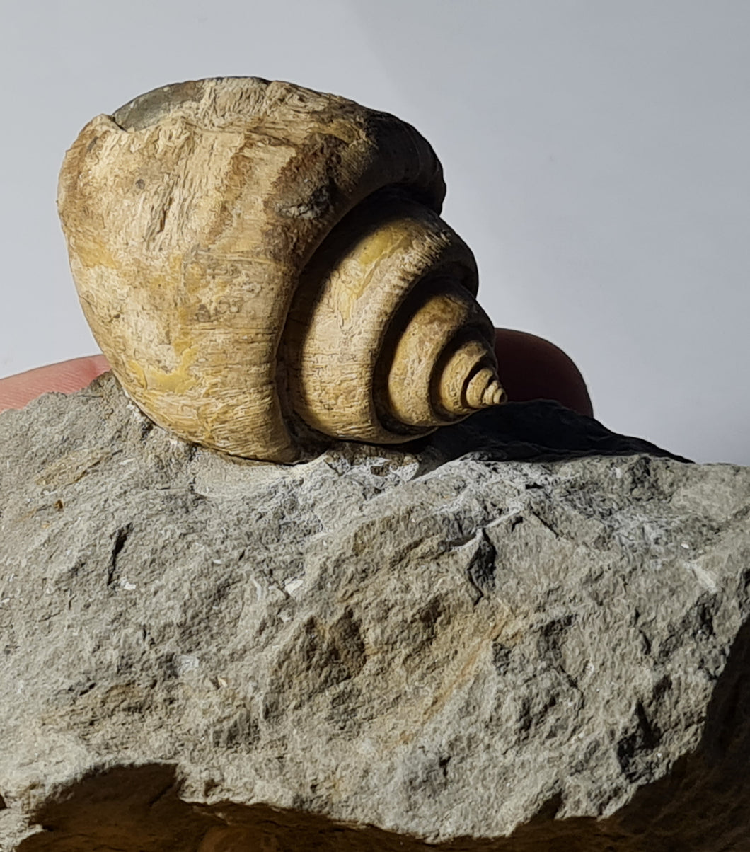 Pseudamaura subbulbiformis