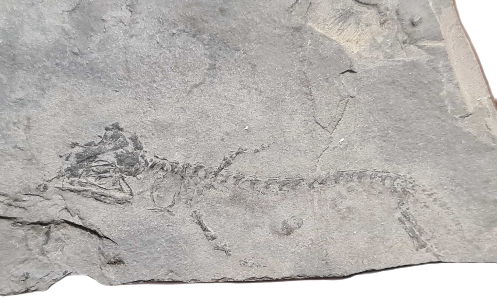Branchiosaurus Branchiosaurus – Les Merveilles de Géa