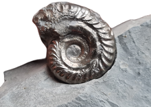 Cargar imagen en el visor de la galería, Hildoceras pyrite
