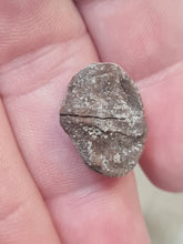 Charger l'image dans la galerie, Graine fossile Carya angulata
