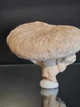 Cargar imagen en el visor de la galería, Spihonia pyriformis 3
