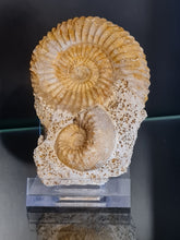 画像をギャラリービューアに読み込む, Parkinsonia et Cadomites
