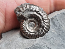 Cargar imagen en el visor de la galería, Hildoceras pyrite
