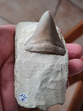 Lade das Bild in den Galerie-Viewer, Dent de chubutensis Italie
