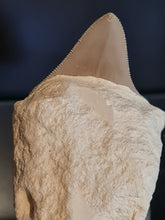 Lade das Bild in den Galerie-Viewer, Dent de chubutensis Italie
