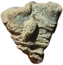 画像をギャラリービューアに読み込む, Techosmilia trichotoma
