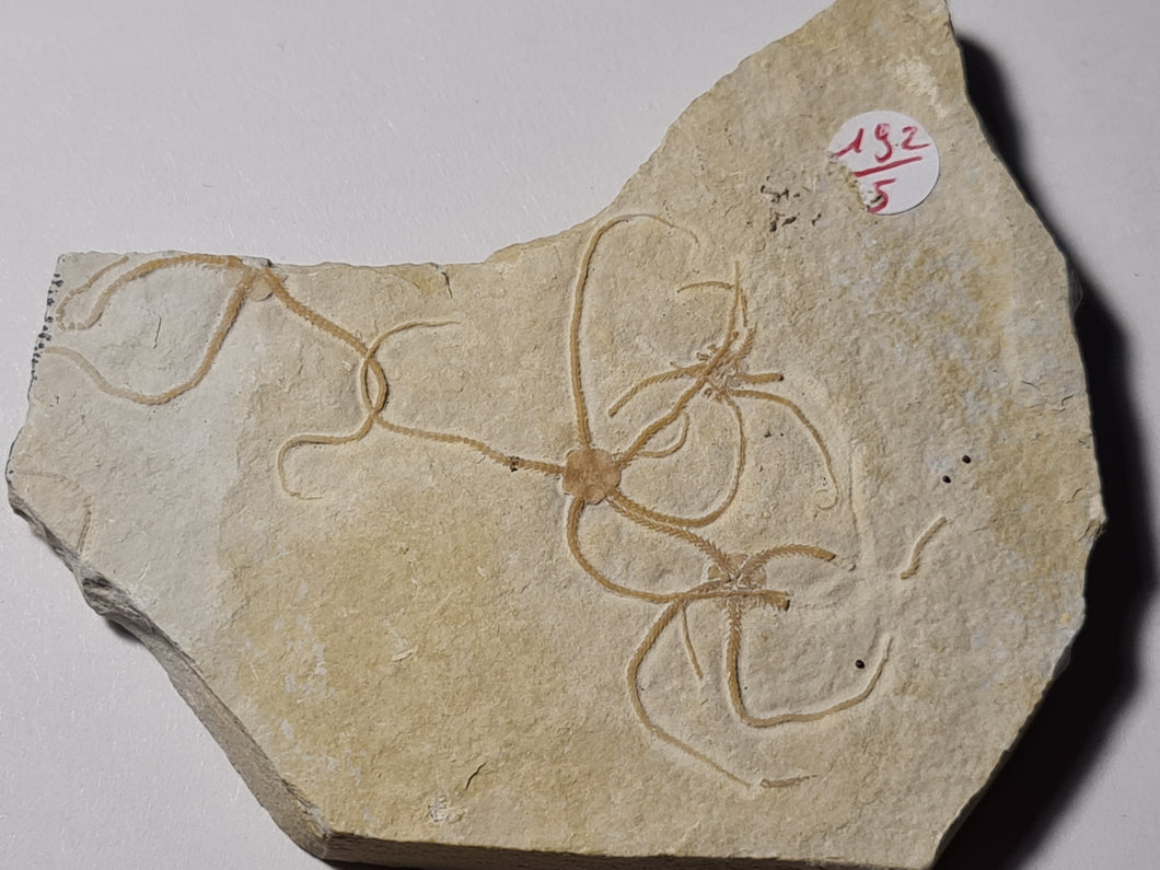 Sinosura kelheimensis