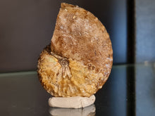 Charger l'image dans la galerie, Discoscaphites sp
