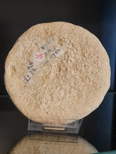 画像をギャラリービューアに読み込む, Plesiolampas
