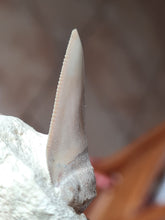 Lade das Bild in den Galerie-Viewer, Dent de chubutensis Italie
