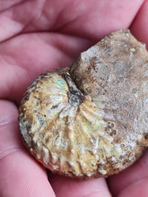 Charger l'image dans la galerie, Discoscaphites sp

