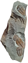 Cargar imagen en el visor de la galería, Ellipsocephalus hoffi
