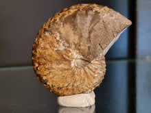 Charger l'image dans la galerie, Discoscaphites sp

