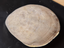 Cargar imagen en el visor de la galería, Coenothyris vulgaris 2
