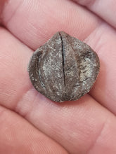 Charger l'image dans la galerie, Graine fossile Carya angulata
