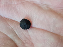 Lade das Bild in den Galerie-Viewer, Graine fossile Cyclocarya nucifera
