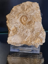 Charger l'image dans la galerie, Spiroceras 2
