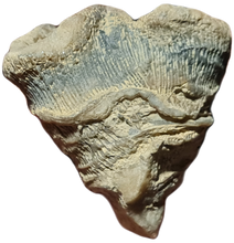 画像をギャラリービューアに読み込む, Techosmilia trichotoma
