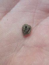 Charger l'image dans la galerie, Graine fossile Vitis ludwigii
