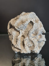 Cargar imagen en el visor de la galería, Plocoscyphia meandrina
