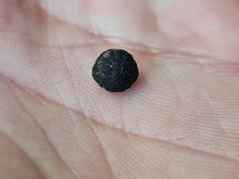 Lade das Bild in den Galerie-Viewer, Graine fossile Cyclocarya nucifera
