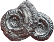 画像をギャラリービューアに読み込む, Double Hildoceras pyrite
