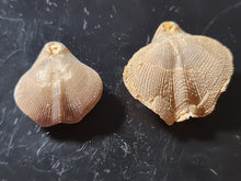 Cargar imagen en el visor de la galería, Dictyothyris sp (2x)
