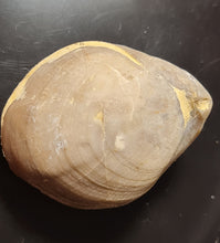 Cargar imagen en el visor de la galería, Coenothyris vulgaris 2
