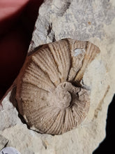 Lade das Bild in den Galerie-Viewer, Holcodiscus fallax
