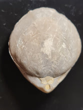 Cargar imagen en el visor de la galería, Coenothyris vulgaris
