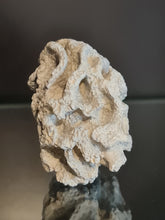 Cargar imagen en el visor de la galería, Plocoscyphia meandrina
