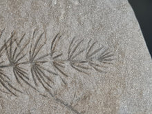 画像をギャラリービューアに読み込む, Asterophyllites equisetiformis 4
