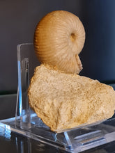 Charger l'image dans la galerie, Chondroceras
