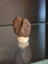 Charger l'image dans la galerie, Graine fossile Carya cf moenana

